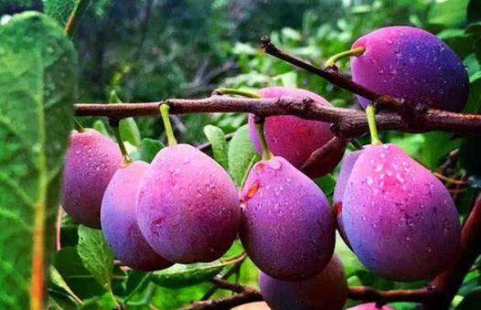 娱乐吃瓜少女西梅拿铁,娱乐吃瓜少女的趣味生活揭秘